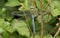 A male Emperor Dragonfly Anax imperator perched on a plant.