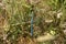 A male Emperor Dragonfly, Anax imperator, perching low on a plant in a meadow.