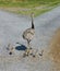 Male Emu walking with his baby chicks