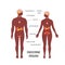 Male endocrine organs. Simple vector infographic in flat style