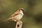 Male English Sparrow