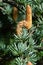 Male erected cones and needle fascicles of coniferous tree Atlas Cedar