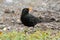 Male Eurasian Blackbird, Common Blackbird with yellow eye ring f