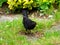 Male Eurasian blackbird in garden on ground for feeding