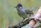 Male Eurasian Blackcap sylvia atricapilla perched on little stick with clean green background