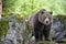 Male Eurasian brown bear