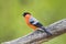 Male Eurasian Bullfinch