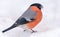 Male Eurasian Bullfinch sits on deep snow with clean white background