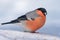 Male Eurasian Bullfinch sits on snow edge with clean white background