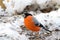 Male Eurasian Common Bullfinch bird in orange with beak full of nut seed standing on snow in Europe