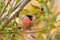Male Eurasian Common Bullfinch bird in red orange perching on tr