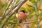 Male Eurasian Common Bullfinch passerine bird perching on tree f