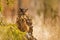 Male Eurasian eagle-owl Bubo bubo sitting hidden behind a spruce branch