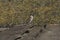 Male Eurasian House Sparrow Passer domesticus common perching bird on a roof