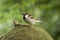 Male Eurasian House Sparrow Passer domesticus common perching bird on a tree stem