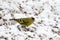 Male Eurasian siskin bird Black-headed goldfinch eating sunflower seeds on snow during winter