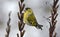 Male Eurasian Siskin with curvy shaped tail perched on primrose plant in winter