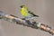 Male of eurasian siskin sits on an old branch: very close, can s