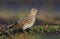 Male Eurasian skylark stands on the ground with short grass and sand in early spring shotted from short distance