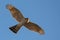 Male Eurasian sparrowhawk planing in flight in blue sky with spreaded feathers