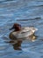 Male Eurasian teal, Anas crecca. Blackford Pond, Edinburgh