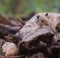 Male Eurasian Tree Sparrow on log