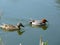 Male Eurasian wigeon Anas penelope swimming with female mallard duck Anas playrhynchos