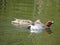 Male Eurasian wigeon Anas penelope whistling while swimming with female mallard duck Anas playrhynchos