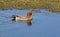 Male eurasian wigeon duck swimming in the marsh mareca penelope