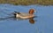 Male eurasian wigeon duck swimming in the marsh mareca penelope