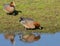 Male Eurasian wigeon ducks in a meadow - mareca penelope