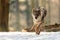 Male Eurasian wolf Canis lupus lupus running swiftly through the forest with snow and in the backlight