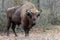 Male european bison, in the autumn forest