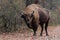 Male european bison stand in the autumn forest