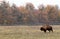 Male european bison walk in a protected enclosure