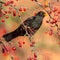 Male European Blackbird feeding on berries