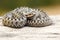 Male european common viper basking on stump