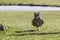 Male European or Eurasian eagle-owl walking on the ground