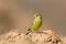 Male European Greenfinch perched on bare ground