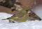 Male European Greenfinch posing in snow near a feeder as he feeds on sunflower seeds