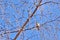 Male European pied flycatcher (Ficedula hypoleuca) sitting in dense birch twigs in spring