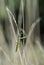 Male European praying mantis