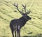 Male European red deer with good trophy antlers stands on the field