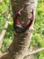 Male European stag beetle insect on tree branch