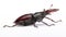 Male European stag beetle Lucanus cervus alive