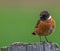 Male European Stonechat