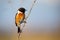 Male european stonechat sitting on plant stem with blue sky in background