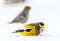 Male Evening Grosbeak Bird Celebrating New Year by Minus Twenty Five Degrees Celsius