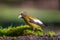 Male Evening Grosbeak perched on branch with moss and lichen