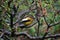 A male Evening Grosbeak perched on a plum tree on a rainy day